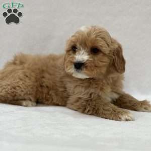 Moose, Mini Goldendoodle Puppy