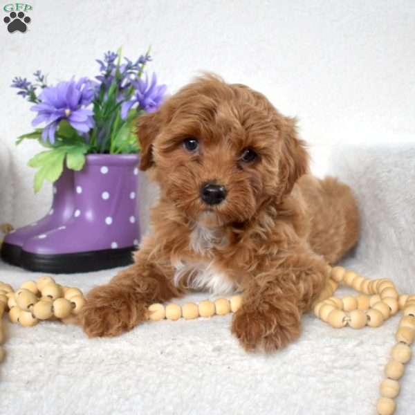 Muffin, Yorkie Poo Puppy