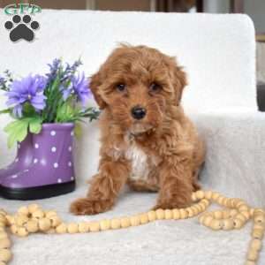 Muffin, Yorkie Poo Puppy