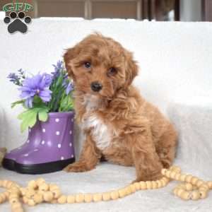 Muffin, Yorkie Poo Puppy