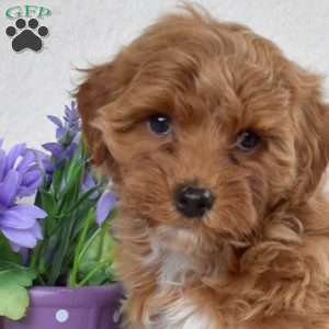 Muffin, Yorkie Poo Puppy