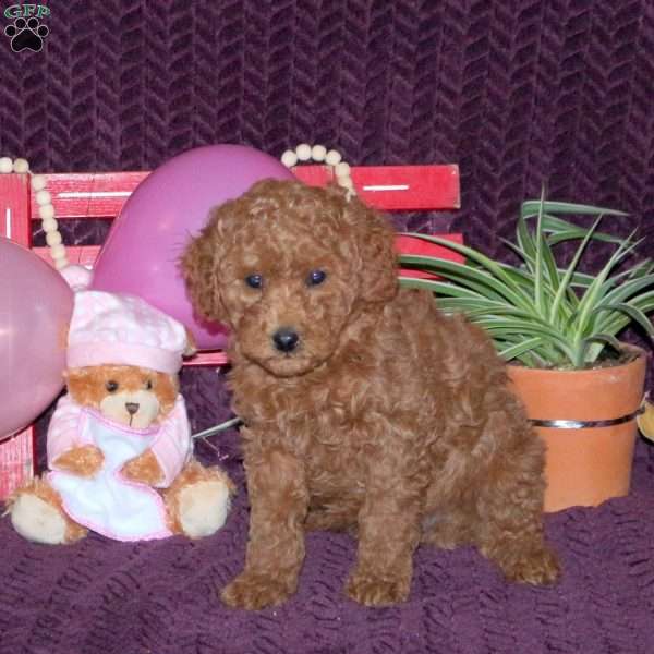 Murphy, Mini Labradoodle Puppy