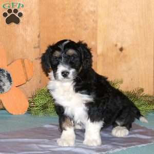 Myles, Bernedoodle Puppy