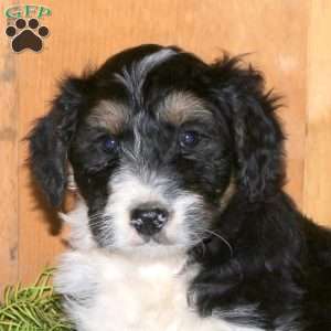 Myles, Bernedoodle Puppy