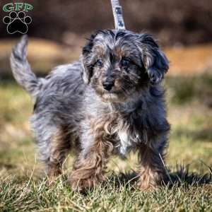 Nala, Cavapoo Puppy