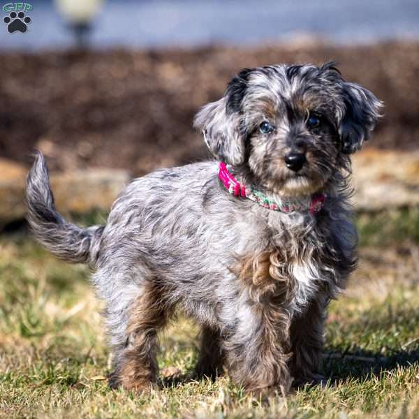 Nala, Cavapoo Puppy