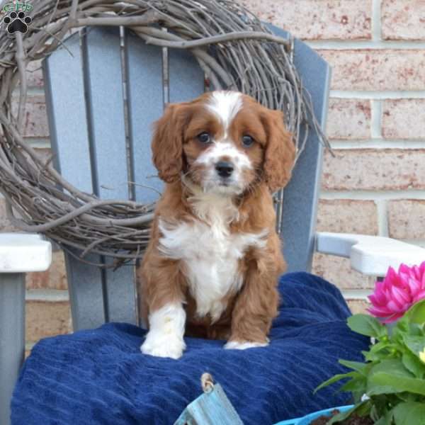 Nash, Cavapoo Puppy