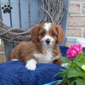 Nash, Cavapoo Puppy