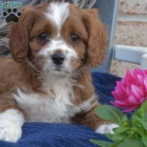 Nash, Cavapoo Puppy