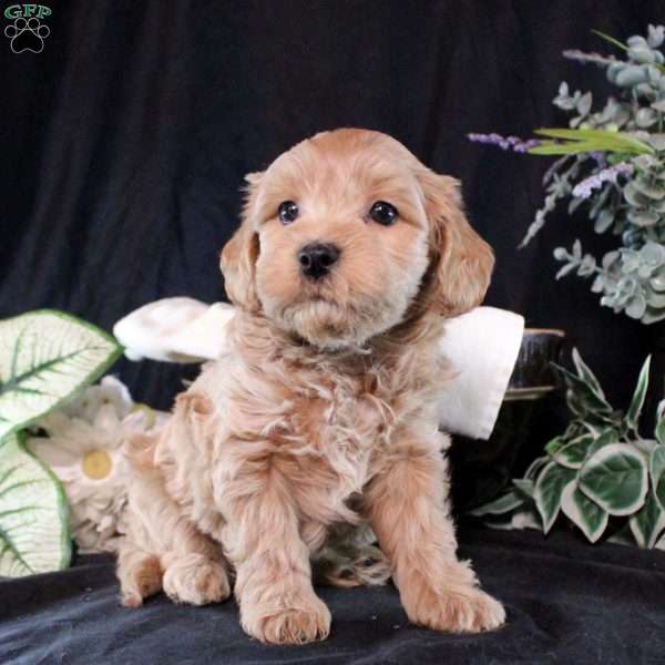 Nash, Maltipoo Puppy