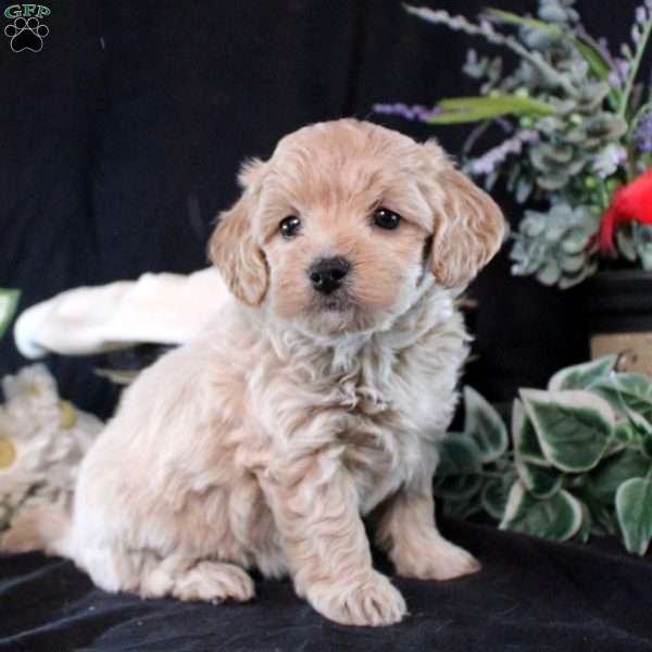 Natasha, Maltipoo Puppy