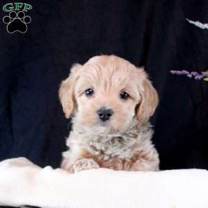 Natasha, Maltipoo Puppy