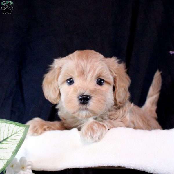 Nellie, Maltipoo Puppy