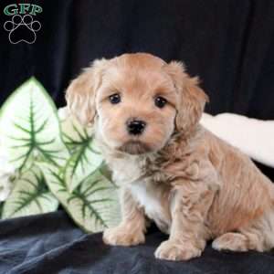 Nellie, Maltipoo Puppy