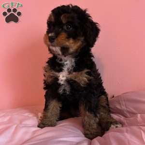 Netherite, Mini Bernedoodle Puppy