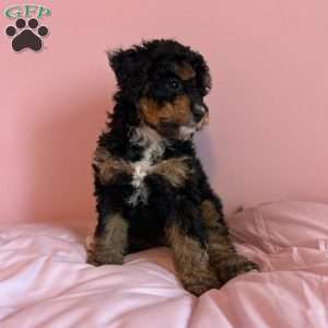 Netherite, Mini Bernedoodle Puppy