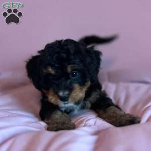 Netherite, Mini Bernedoodle Puppy