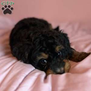 Netherite, Mini Bernedoodle Puppy