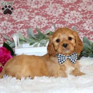 Nicholas, Cavapoo Puppy