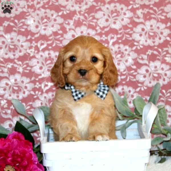 Nicholas, Cavapoo Puppy