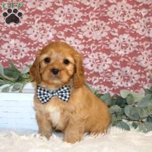 Nicholas, Cavapoo Puppy