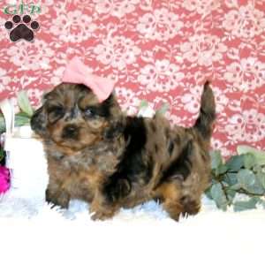 Nikiya, Cavapoo Puppy