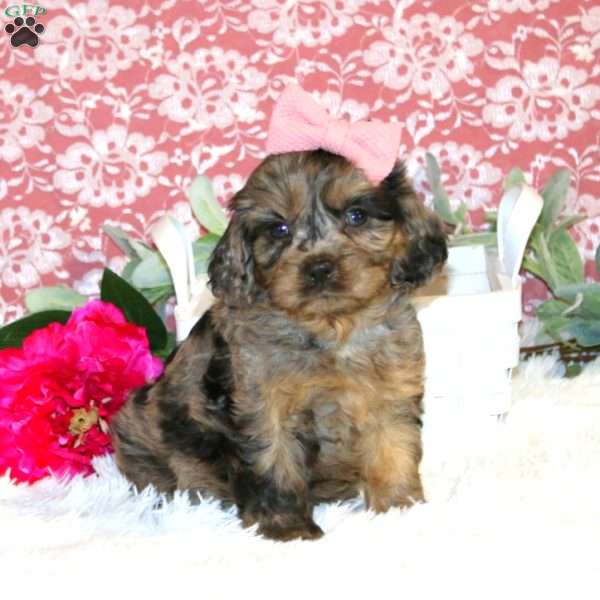 Nikiya, Cavapoo Puppy