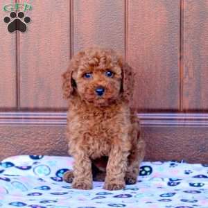 Nina, Miniature Poodle Puppy