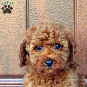 Nina, Miniature Poodle Puppy