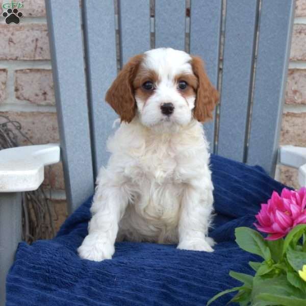 Noah, Cavapoo Puppy