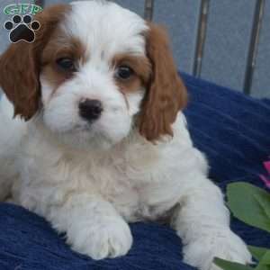 Noah, Cavapoo Puppy