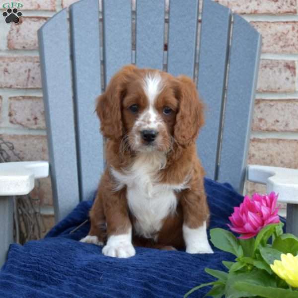 Nugget, Cavapoo Puppy