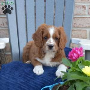 Nugget, Cavapoo Puppy