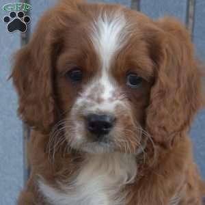 Nugget, Cavapoo Puppy