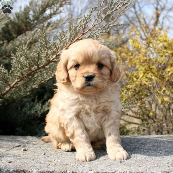 Oakley, Cavalier King Charles Mix Puppy