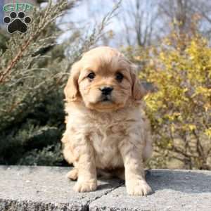 Oakley, Cavalier King Charles Mix Puppy