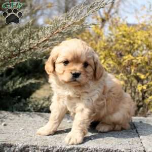 Oakley, Cavalier King Charles Mix Puppy