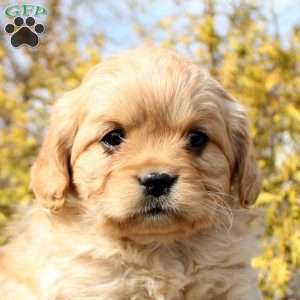 Oakley, Cavalier King Charles Mix Puppy