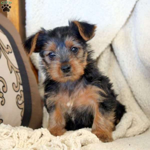 Olive, Yorkie Puppy