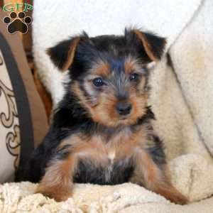 Olive, Yorkie Puppy