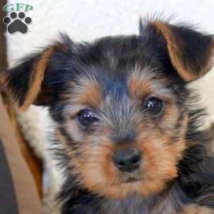 Olive, Yorkie Puppy