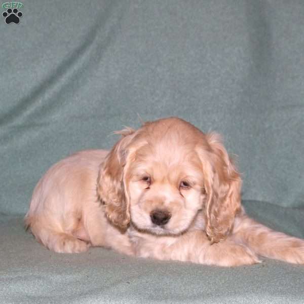 Oliver, Cocker Spaniel Puppy