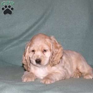 Oliver, Cocker Spaniel Puppy