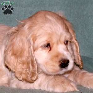 Oliver, Cocker Spaniel Puppy