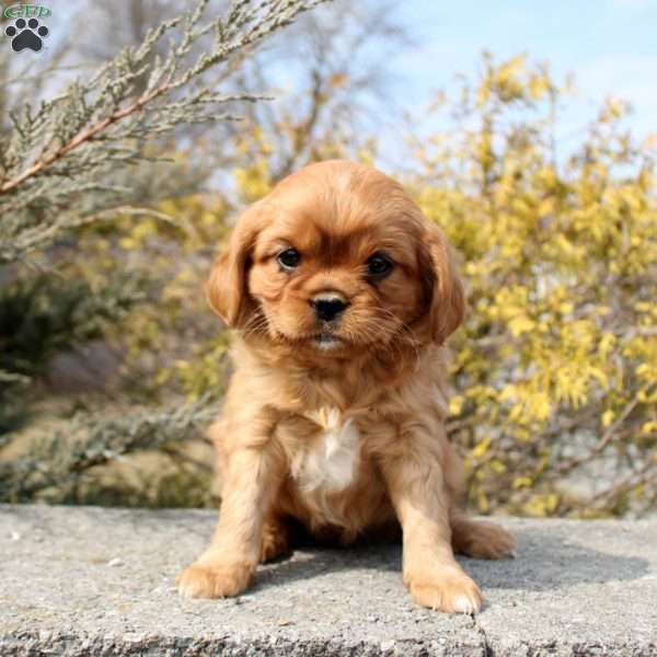 Olivia, Cavalier King Charles Mix Puppy