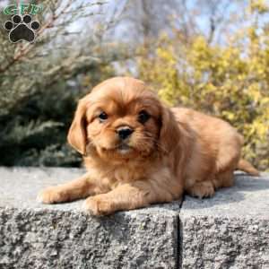 Olivia, Cavalier King Charles Mix Puppy