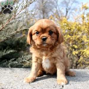 Olivia, Cavalier King Charles Mix Puppy