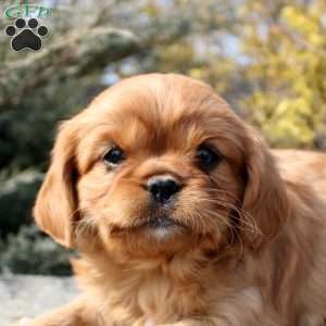 Olivia, Cavalier King Charles Mix Puppy