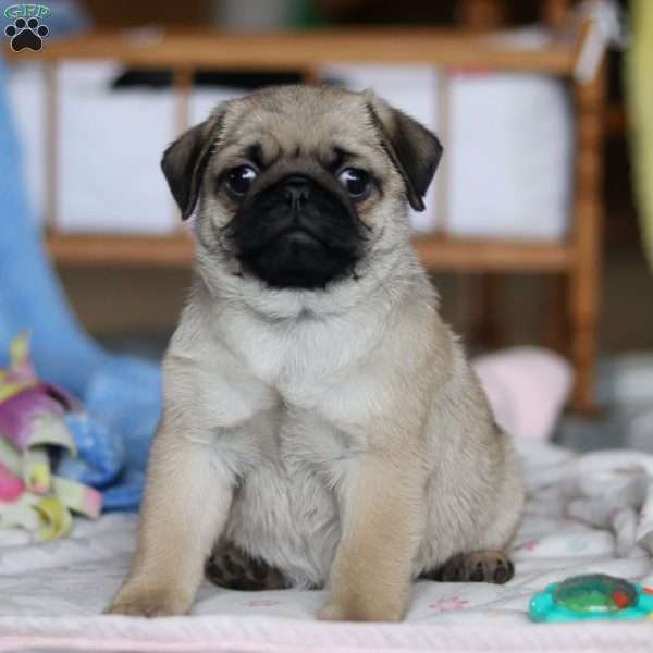 Ollie, Pug Puppy