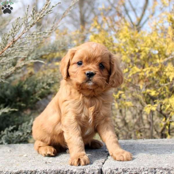 Ollie, Cavalier King Charles Mix Puppy